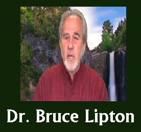 Bruce Lipton Phd